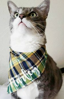 Pet Bandanas